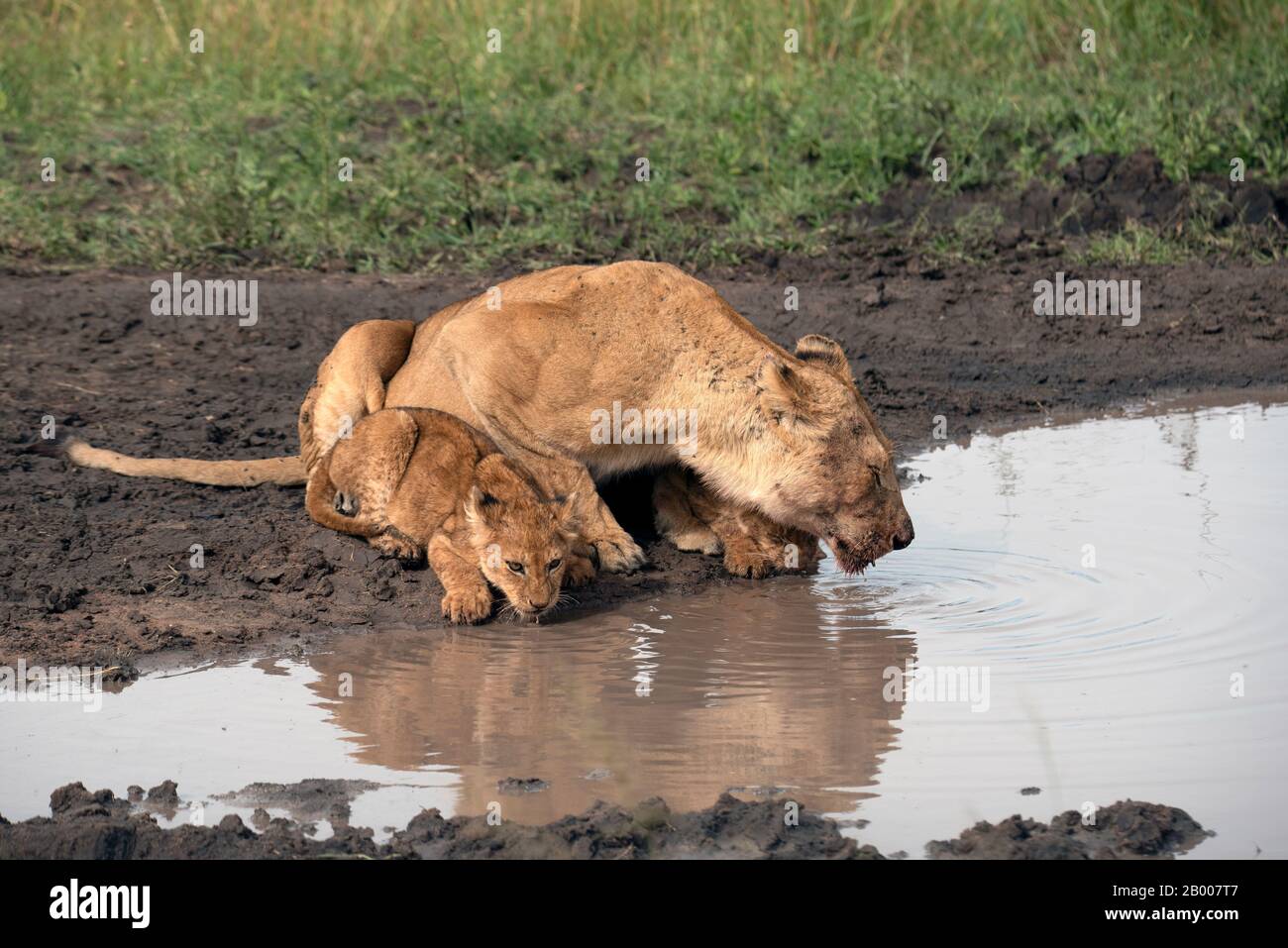 Lions del Serengeti al buco dell'acqua Foto Stock