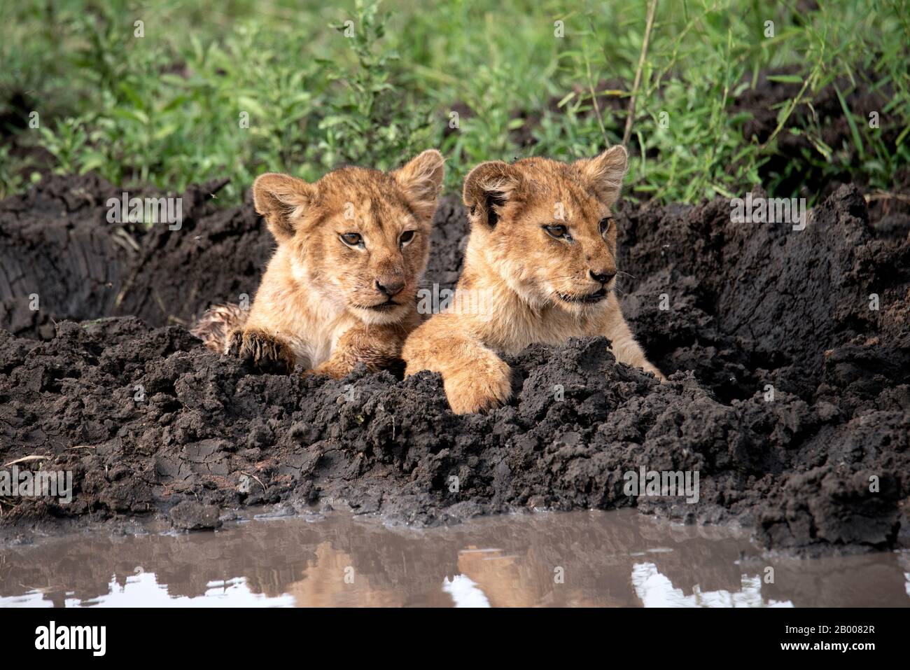 I cuccioli di leone si raffreddano nel fango Foto Stock