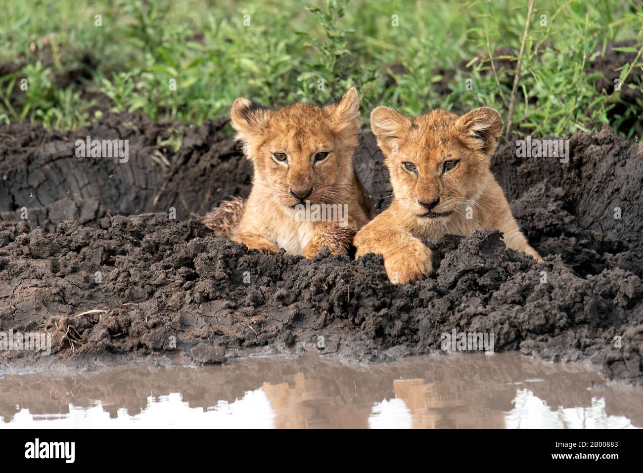 I cuccioli Lions riposano nel fango dei Serengeti Foto Stock