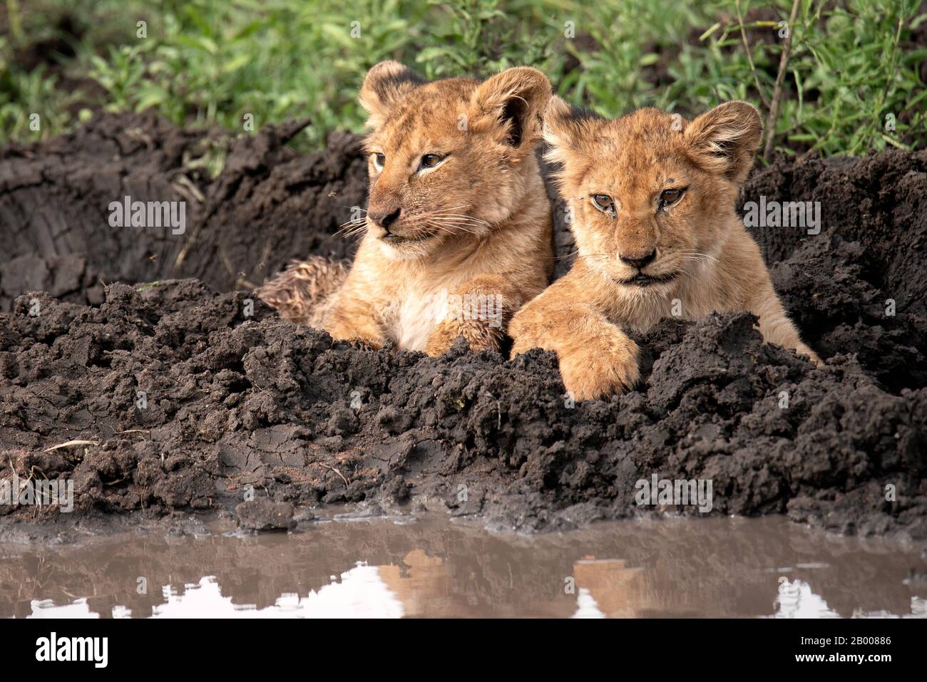 Lion cubs che posano per la loro foto, solo troppo carino per le parole Foto Stock