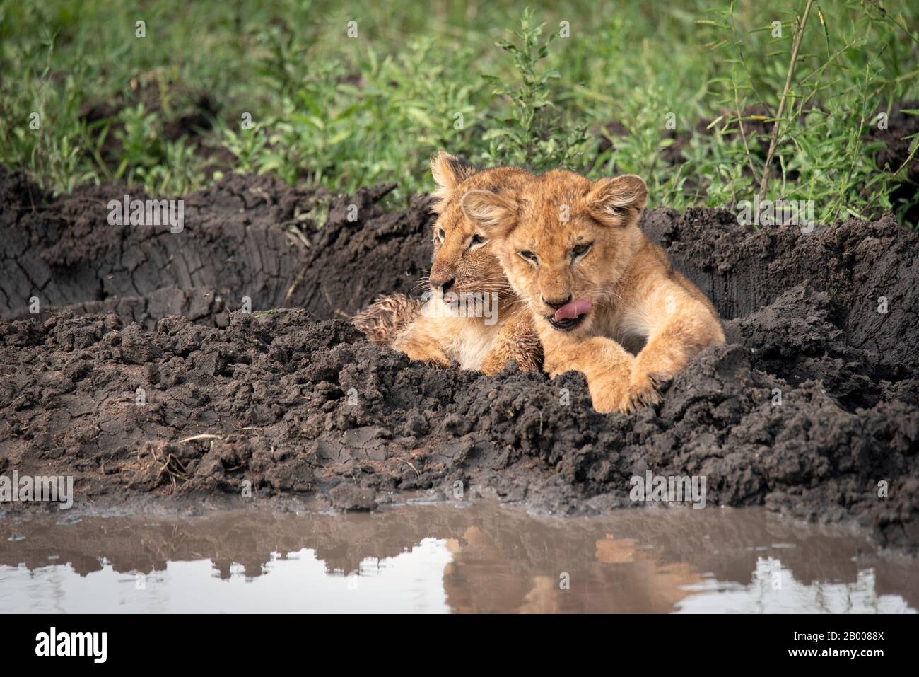 Lion cub amici con la sua piccola lingua che si stacchino Foto Stock