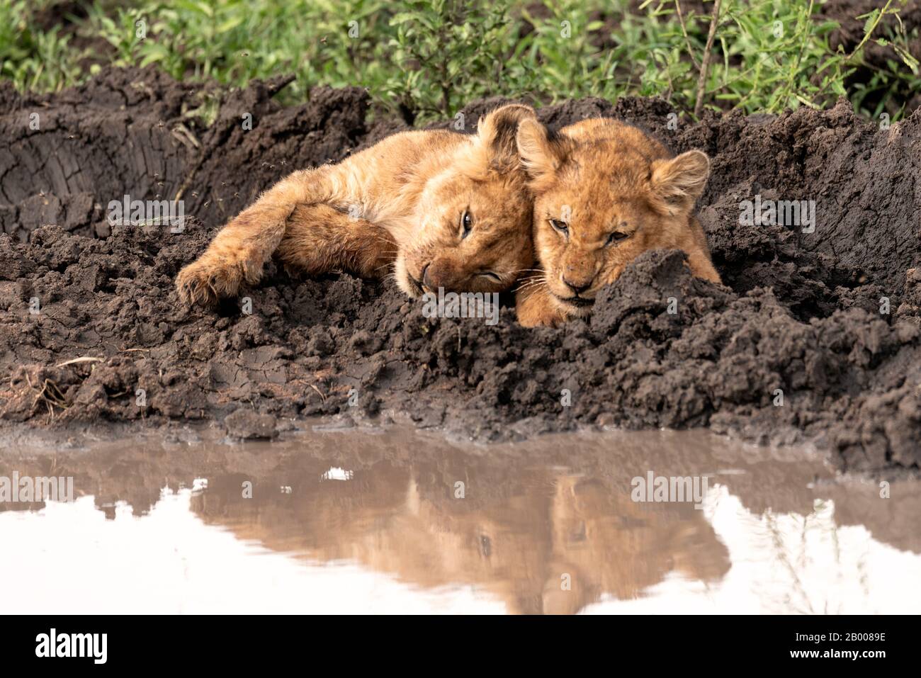 Adorabili cuccioli di Leone coccolarsi con il riflesso nella pozza Foto Stock