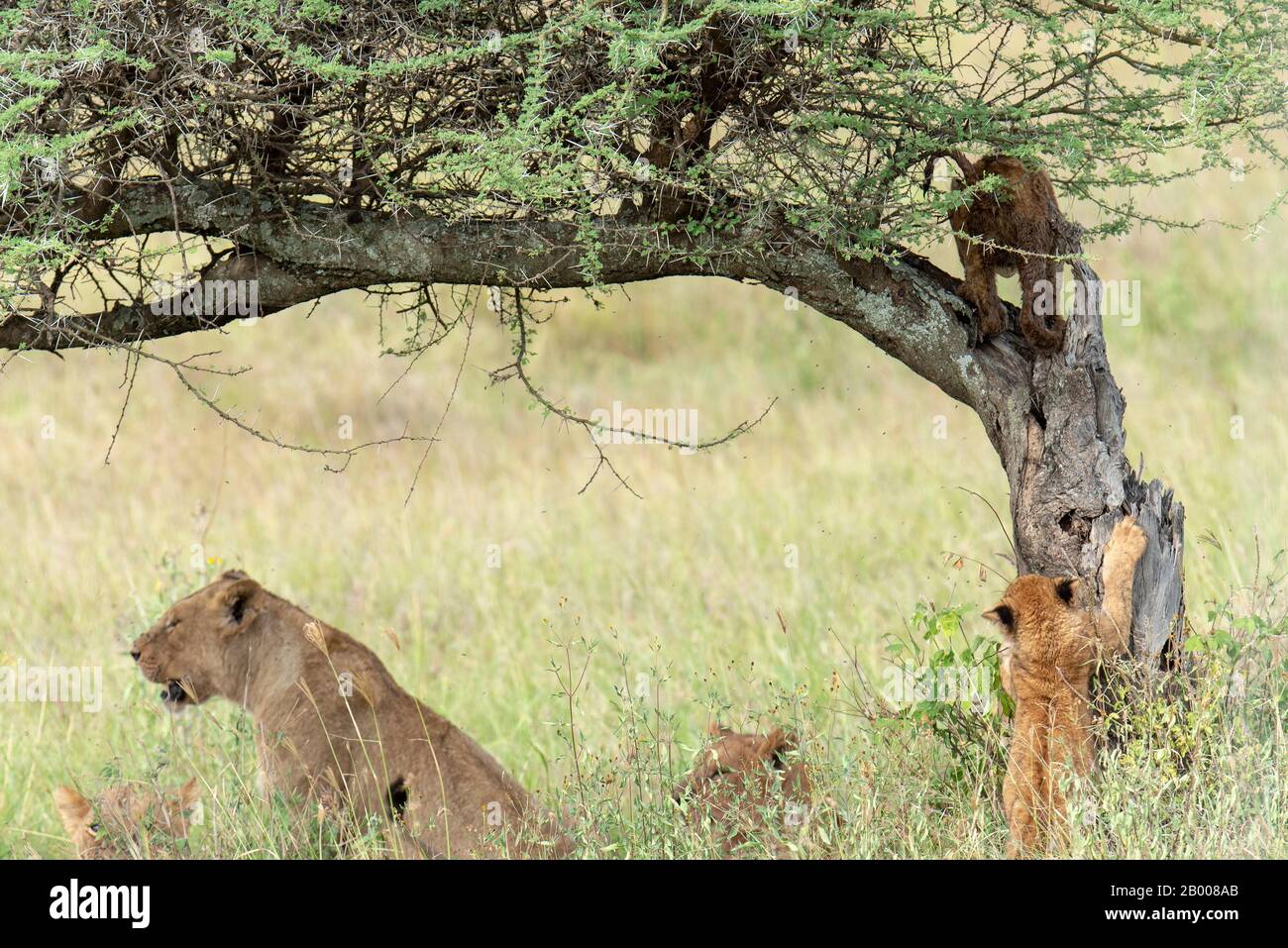 Leoni del Serengeti con cub affilare i suoi artigli sull'albero. Foto Stock