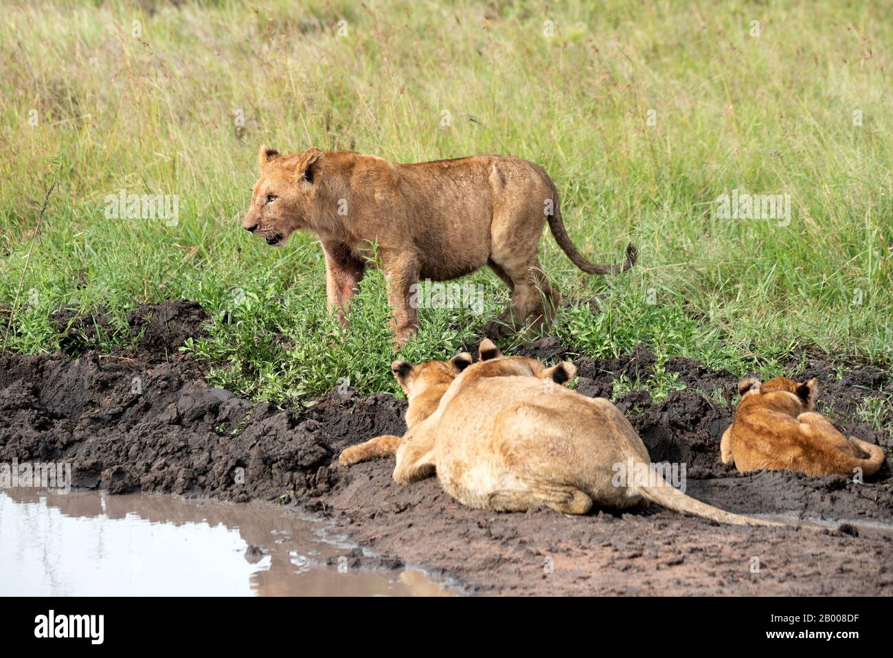 Lions madre e bambino che arrivano per un lavaggio nel Parco Nazionale del Serengeti Foto Stock