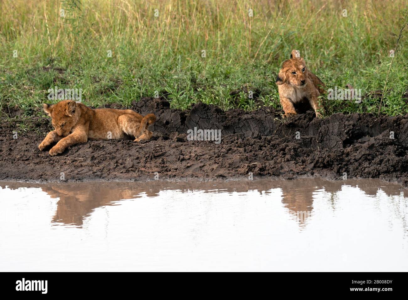 I cuccioli di leone scendono per un lavaggio alla pozza Foto Stock