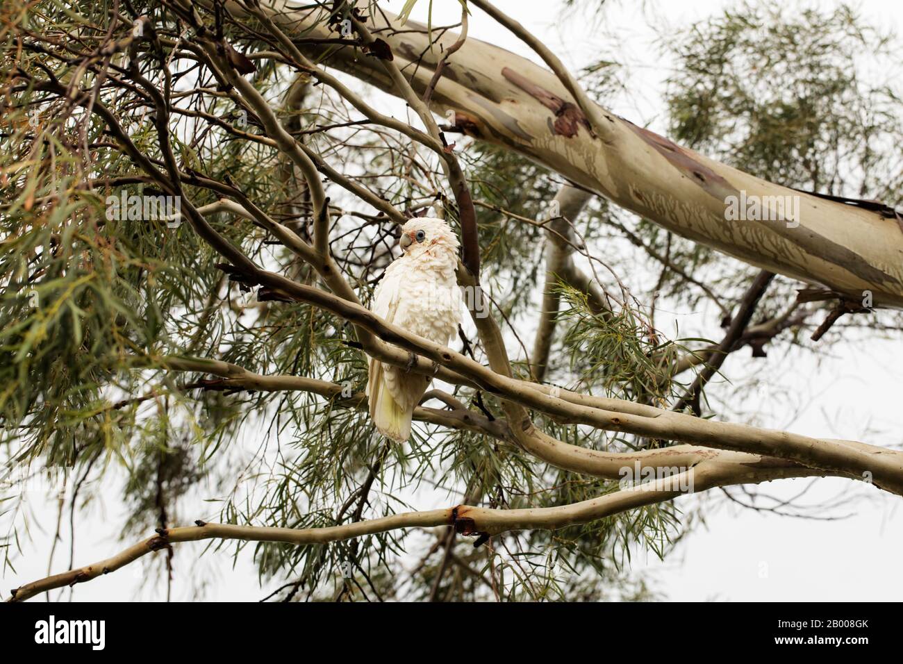Una piccola corella australiana (Cacatua Licmetis sanguinea) in un albero di gomma di eucalipto in una giornata bagnata nuvolosa Foto Stock