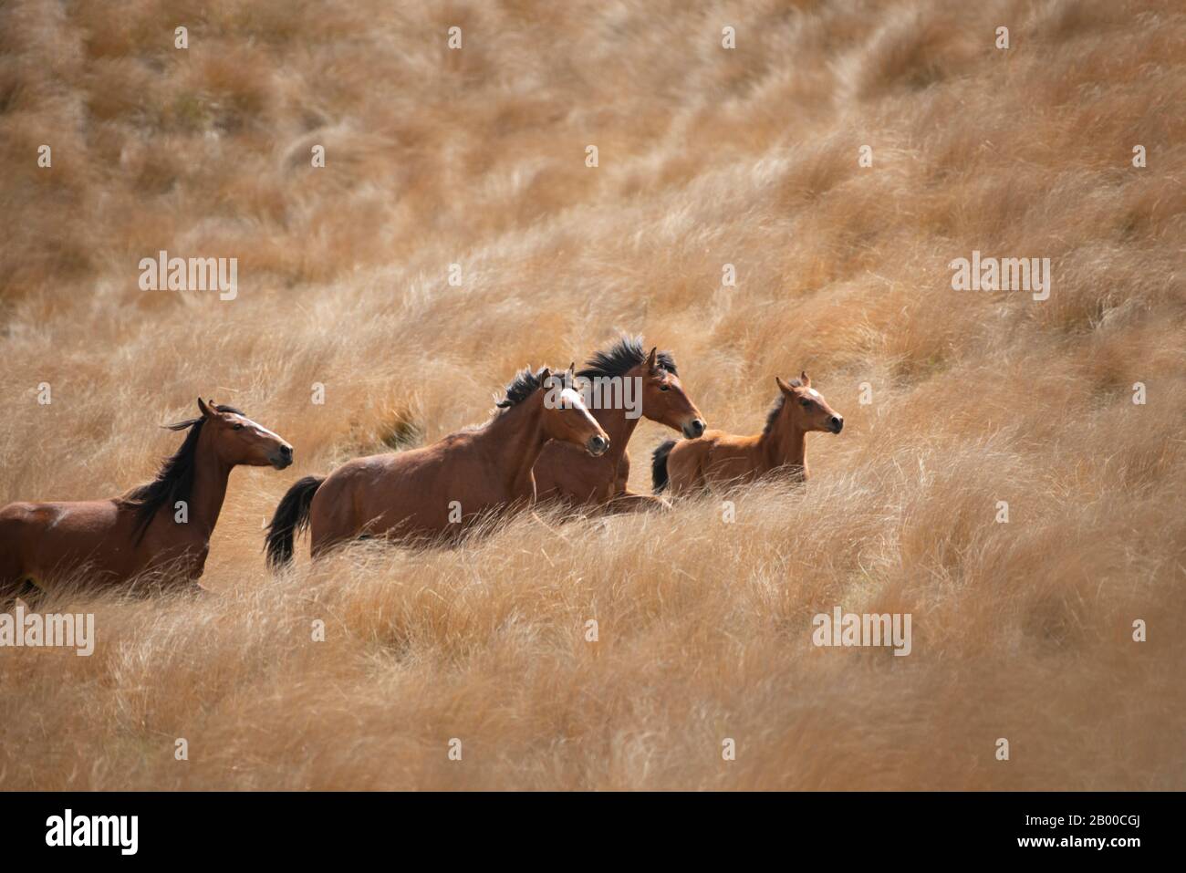 Cavalli selvatici Kaimanawa che corrono con manie volanti sulla prateria dorata di tussock Foto Stock
