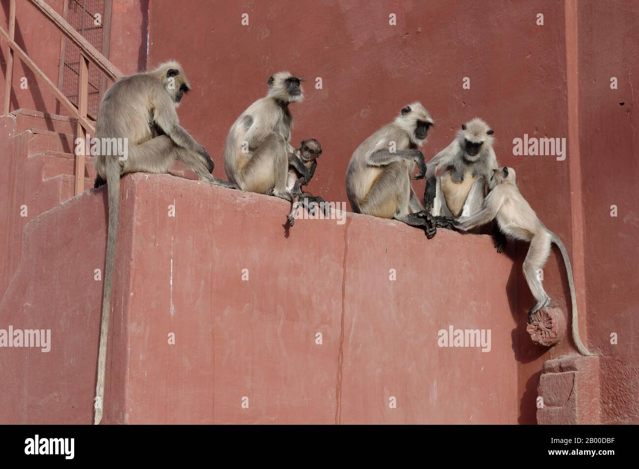 Pianure settentrionali langur grigi (Semnopithecus entellus), gruppo animale seduto su un muro, Parco Nazionale di Ranthambhore, Rajasthan, India Foto Stock