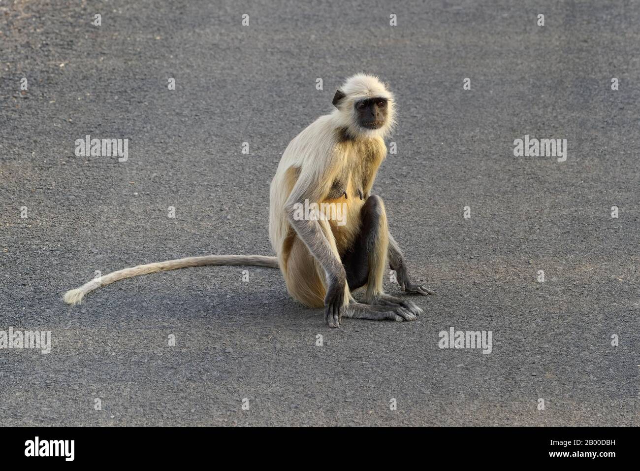 Pianura settentrionale langur grigio (Semnopithecus entellus), seduto sulla strada, Tadoba Andhari Tiger Reserve, India Foto Stock