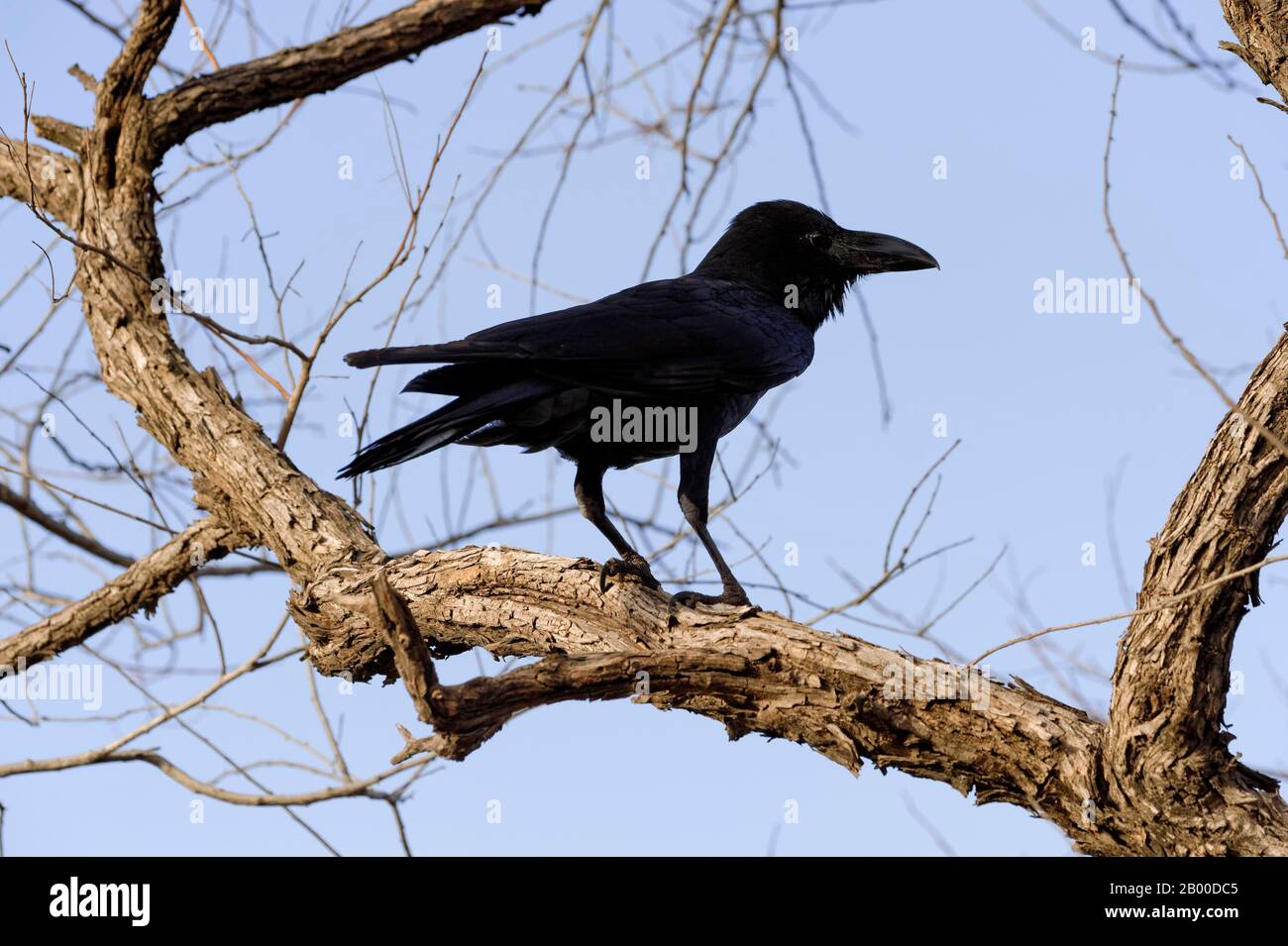 Crow (Corvus Macrorhynchos), Parco Nazionale Di Ranthambhore, Rajasthan, India Foto Stock