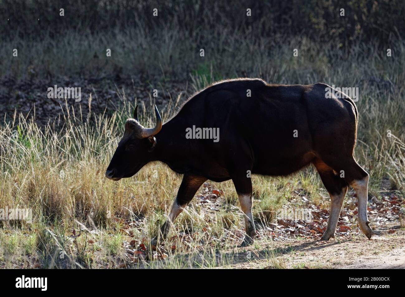 Gaur (Bos gaurus), attraversando una strada, Parco Nazionale di Kanha, Madhya Pradesh, India Foto Stock