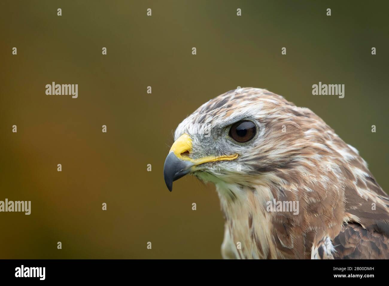 Buzzard comune (Buteo buteo), adulto, ritratto animale, Scozia, Regno Unito Foto Stock