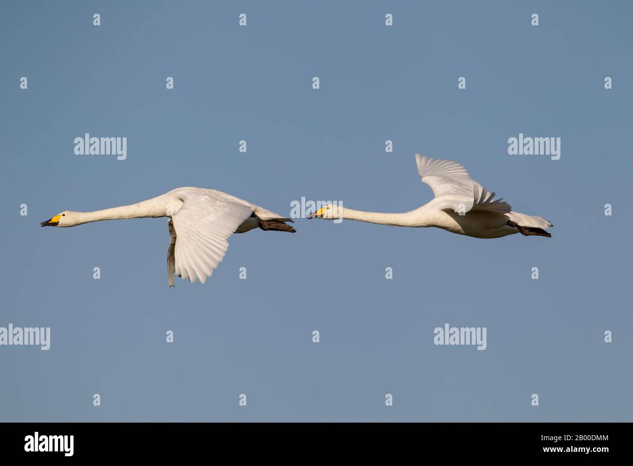 Whooper Swans (Cygnus cygnus), due uccelli adulti in volo, Cambridgeshire, Inghilterra, Regno Unito Foto Stock