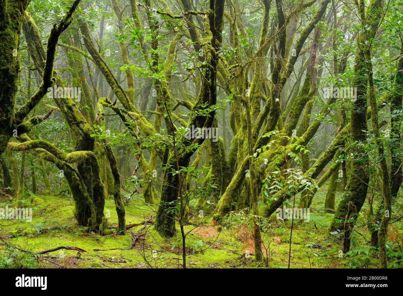 Alberi coperti di muschio nella foresta di nubi, Parco Nazionale di Garajonay, la Gomera, Isole Canarie, Spagna Foto Stock