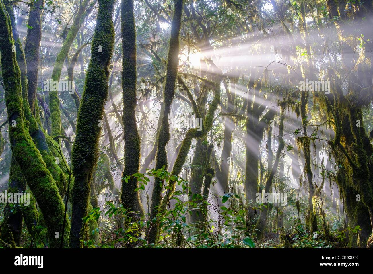 Raggi di sole nella foresta nube, Parco Nazionale di Garajonay, la Gomera, Isole Canarie, Spagna Foto Stock