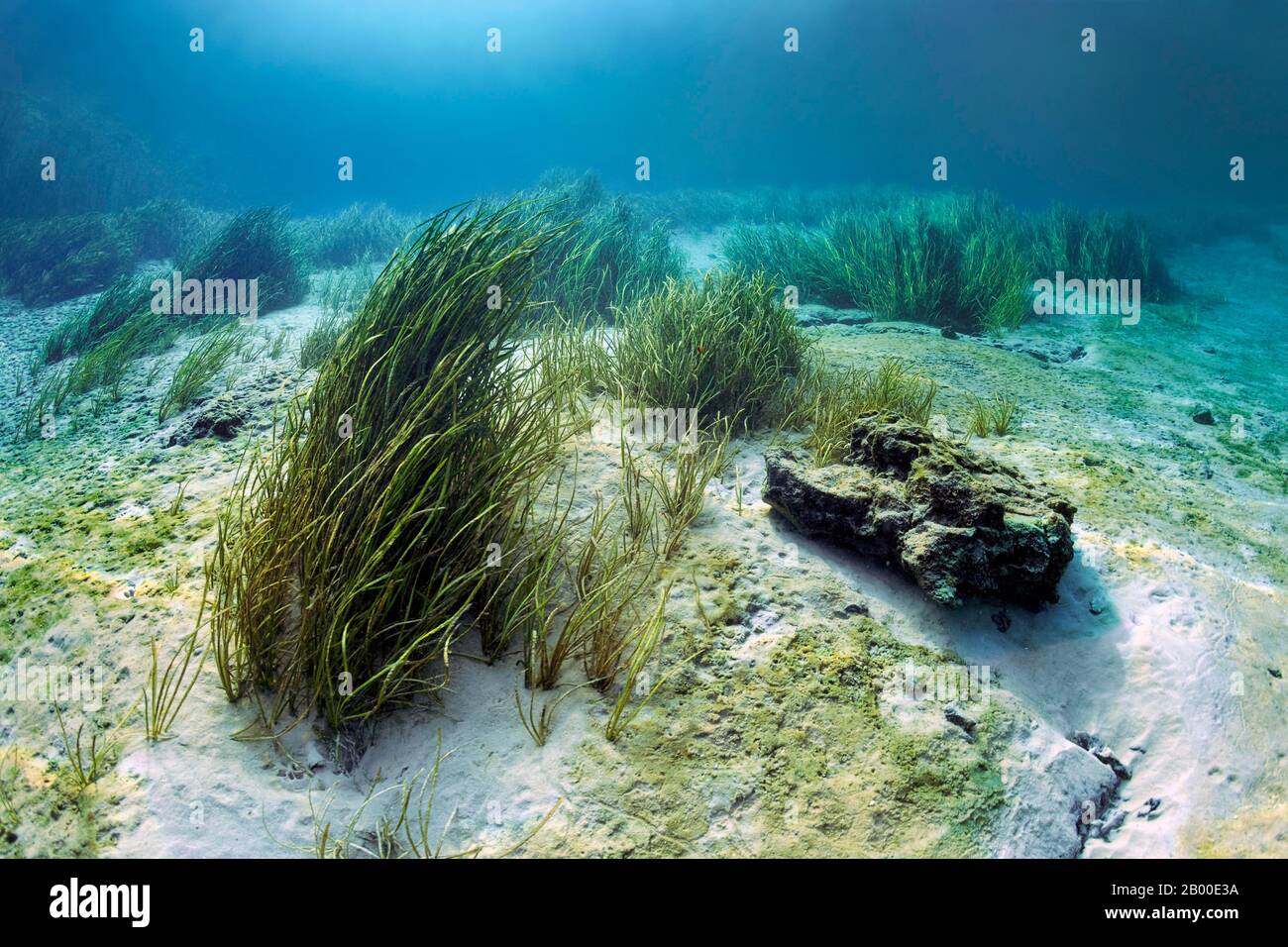 Paesaggio sottomarino con canne, grande pietra, fondo sabbioso, Rainbow River, Rainbow Springs state Park, Dunnelon, Florida, Stati Uniti Foto Stock