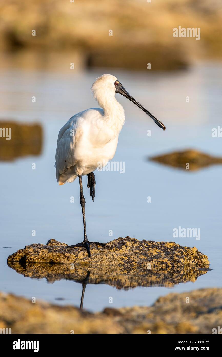 Royal Spoonbill (Platalea Regia), Kaikoura, Canterbury, South Island, Nuova Zelanda Foto Stock