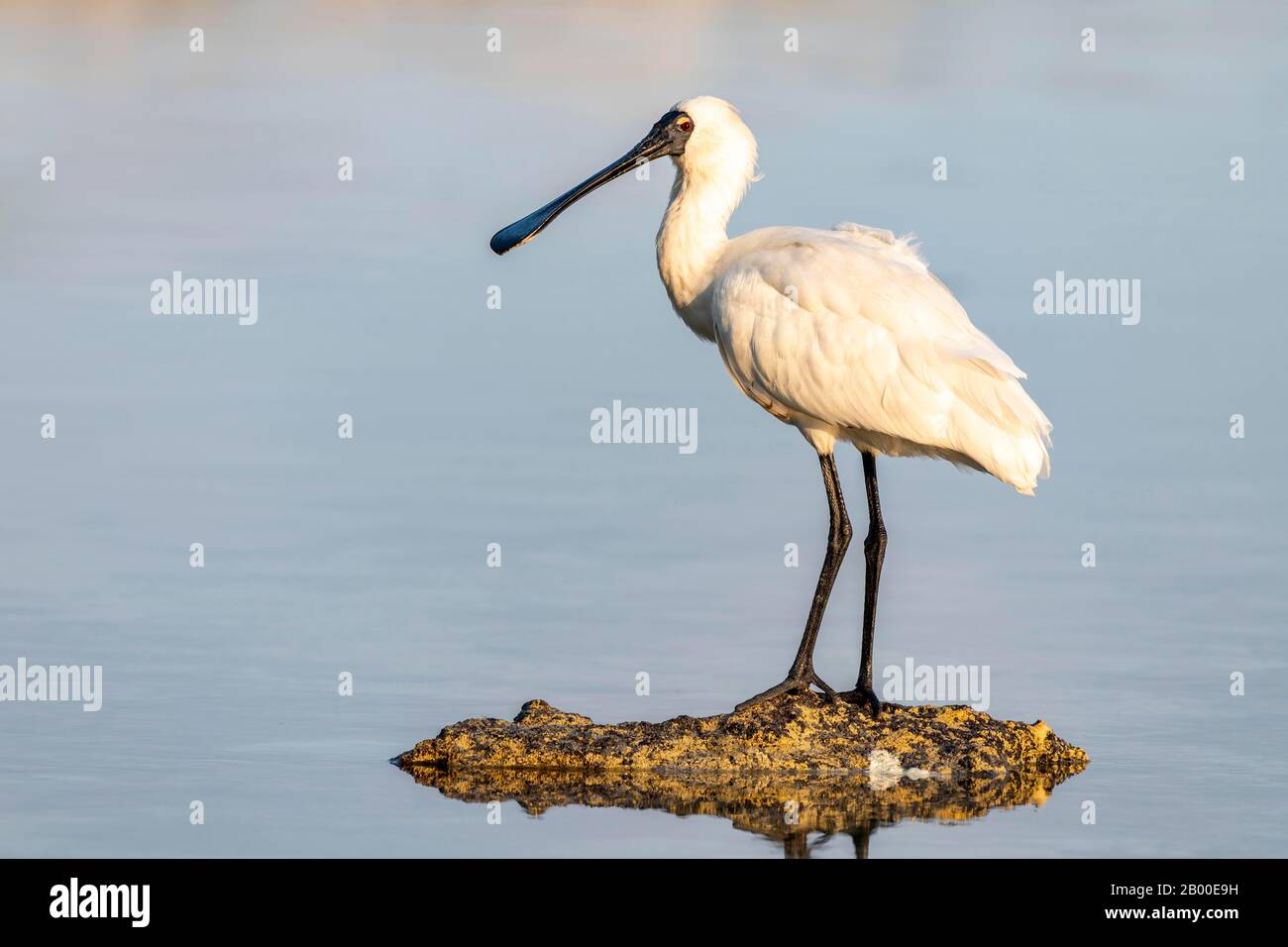 Royal Spoonbill (Platalea Regia), Kaikoura, Canterbury, South Island, Nuova Zelanda Foto Stock