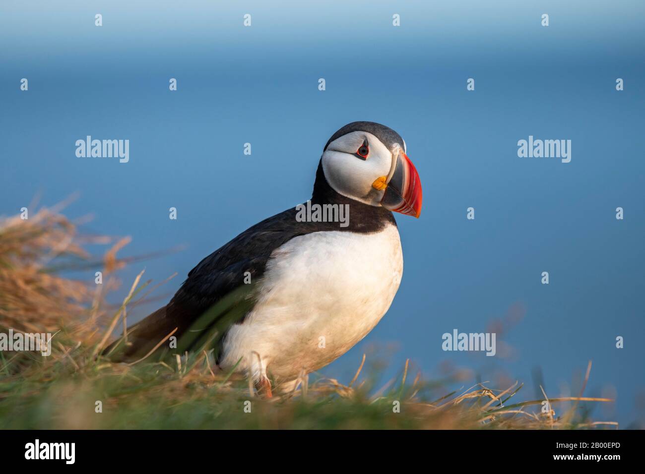 Puffin (Fratercola arctica), in piedi nell'erba, uccello roccia Latrabjarg, West Fjords, Islanda Foto Stock