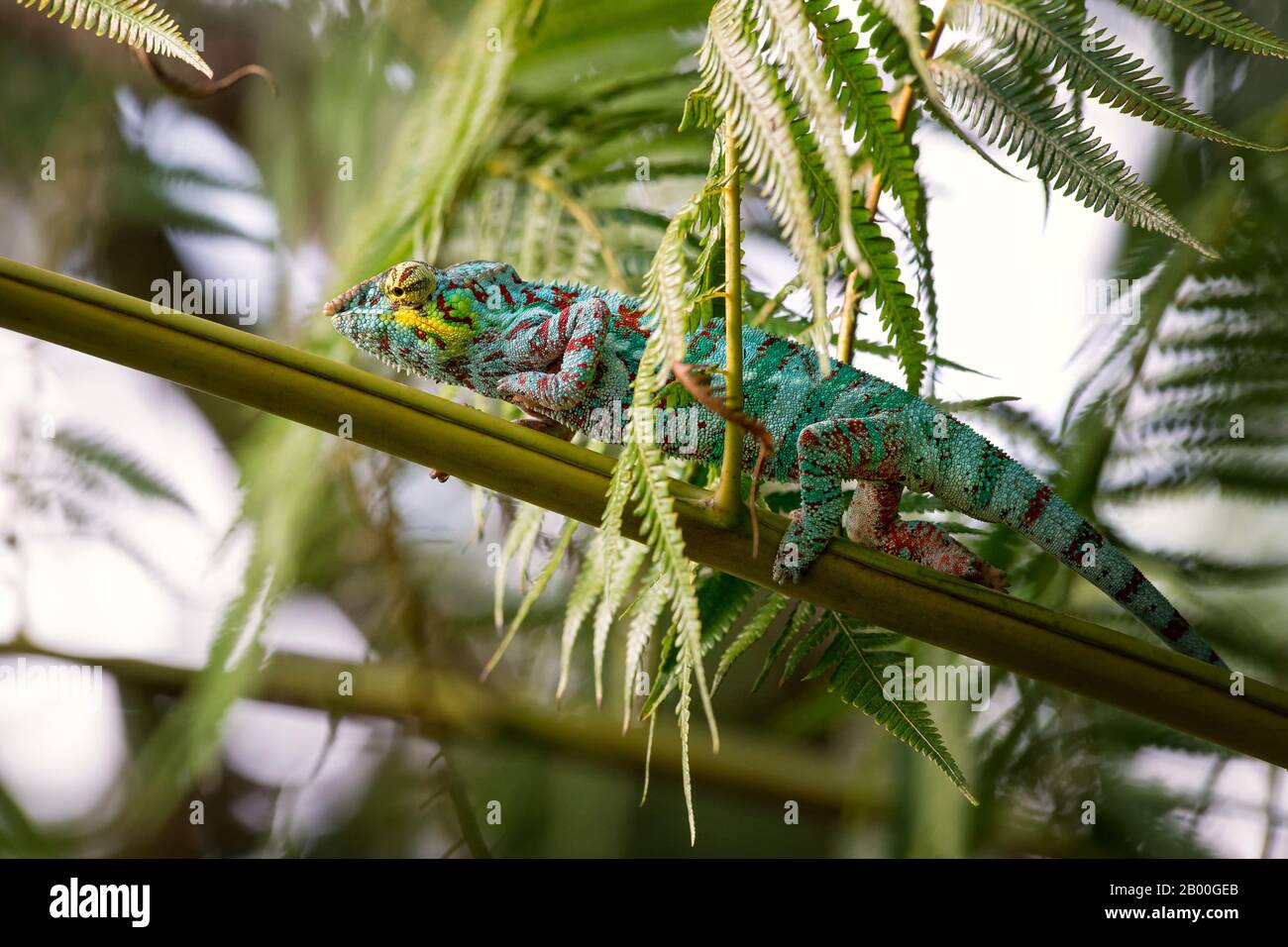 Panther Chameleon - Furcifer Pardalis, Madagascar. Bella lucertola dalla foresta pluviale del Madagascar, Endemica colorata. Foto Stock