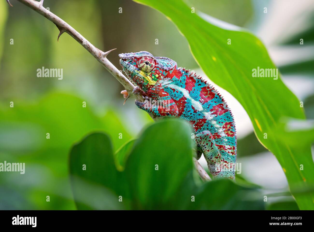 Panther Chameleon - Furcifer Pardalis, Madagascar. Bella lucertola dalla foresta pluviale del Madagascar, Endemica colorata. Foto Stock