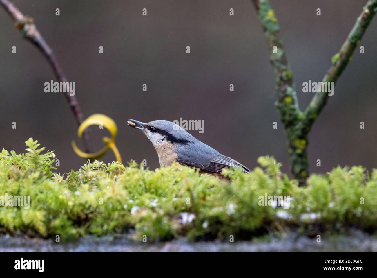 Nuthatch (Sitta europaea). Bialowieza, Polonia Foto Stock