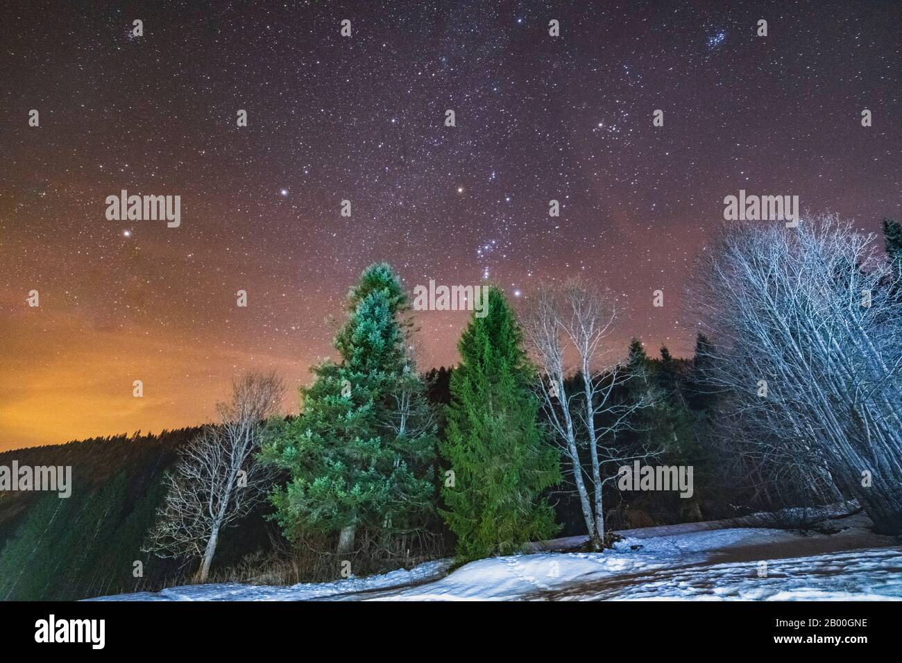 Il cielo limpido e stellato sopra i boschi di Sauris, Italia Foto Stock