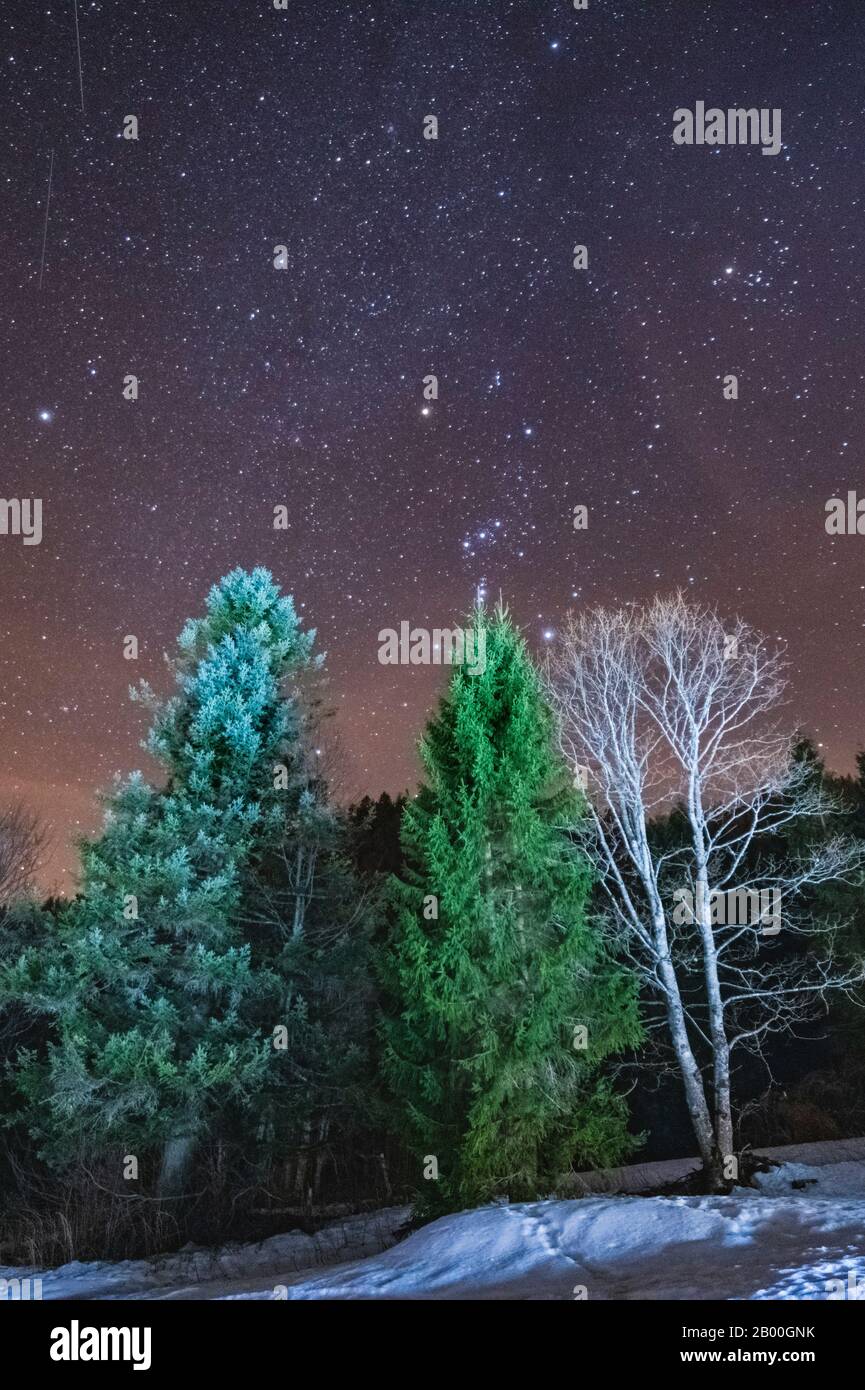 Il cielo limpido e stellato sopra i boschi di Sauris, Italia Foto Stock