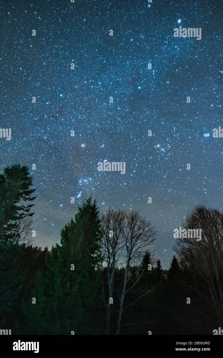 Il cielo limpido e stellato sopra i boschi di Sauris, Italia Foto Stock