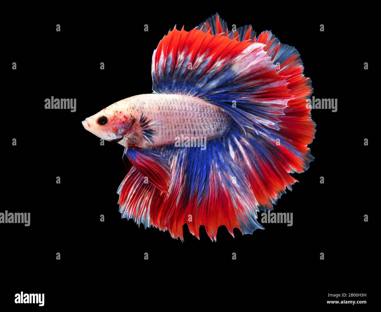 Bellissimo pesce bianco Thai lotta nuoto con pinne lunghe e rosso blu colorato coda lunga gene. Lotta pesce isolato su sfondo nero. Foto Stock