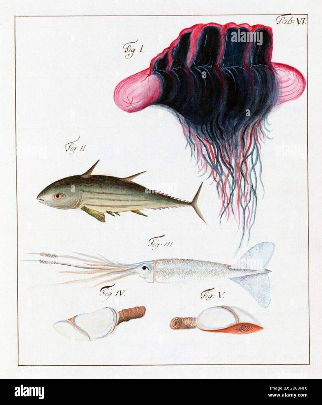 Cina: Immagini dalla Compagnia svedese delle Indie Orientali del 1746 - creature del profondo. Immagine dal diario di Carl Johan Gethe, cartografo a bordo del Gotha Leyon, che ha lasciato la Svezia in una spedizione commerciale di tre anni nel 1746. Il diario di Gethe o Dagbok è intitolato: Dagbok hallen pa resan till Ost Indien begynt den 18 octobr: 1746 och slutad den 20 juni 1749 o ‘Diario di un viaggio verso l'India orientale iniziato il 18 ottobre 1746 e terminato il 20 giugno 1749’. La SOIC (Swedish East India Company) è stata fondata a Goteborg, Svezia, nel 1731 con lo scopo di condurre gli scambi commerciali con l'Estremo Oriente. Foto Stock