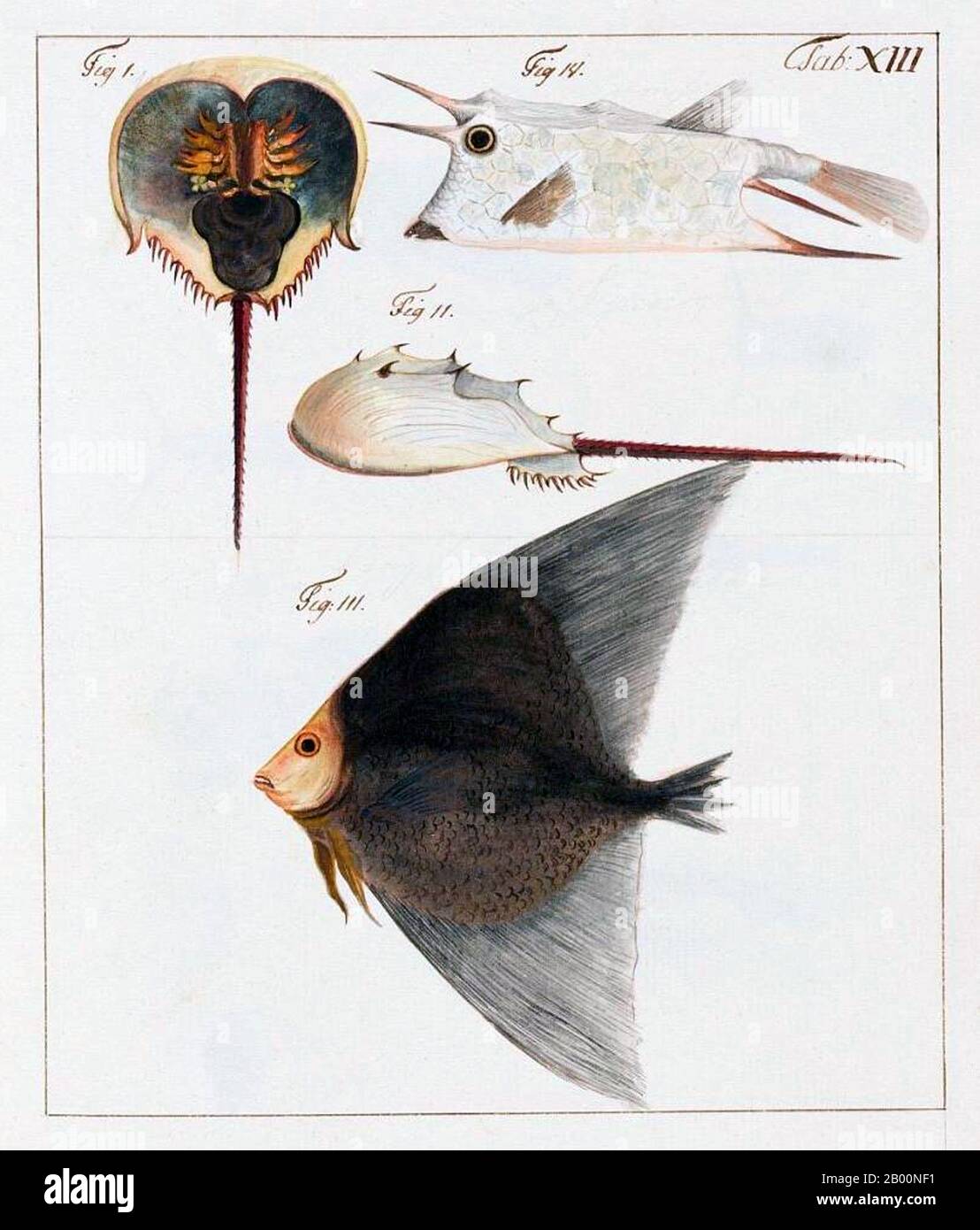 Cina: Immagini dalla Compagnia svedese delle Indie Orientali del 1746 - granchio a ferro di cavallo e pesce. Immagine dal diario di Carl Johan Gethe, cartografo a bordo del Gotha Leyon, che ha lasciato la Svezia in una spedizione commerciale di tre anni nel 1746. Il diario di Gethe o Dagbok è intitolato: Dagbok hallen pa resan till Ost Indien begynt den 18 octobr: 1746 och slutad den 20 juni 1749 o ‘Diario di un viaggio verso l'India orientale iniziato il 18 ottobre 1746 e terminato il 20 giugno 1749’. La SOIC (Swedish East India Company) è stata fondata a Goteborg, Svezia, nel 1731 con lo scopo di condurre gli scambi commerciali con l'Estremo Oriente. Foto Stock