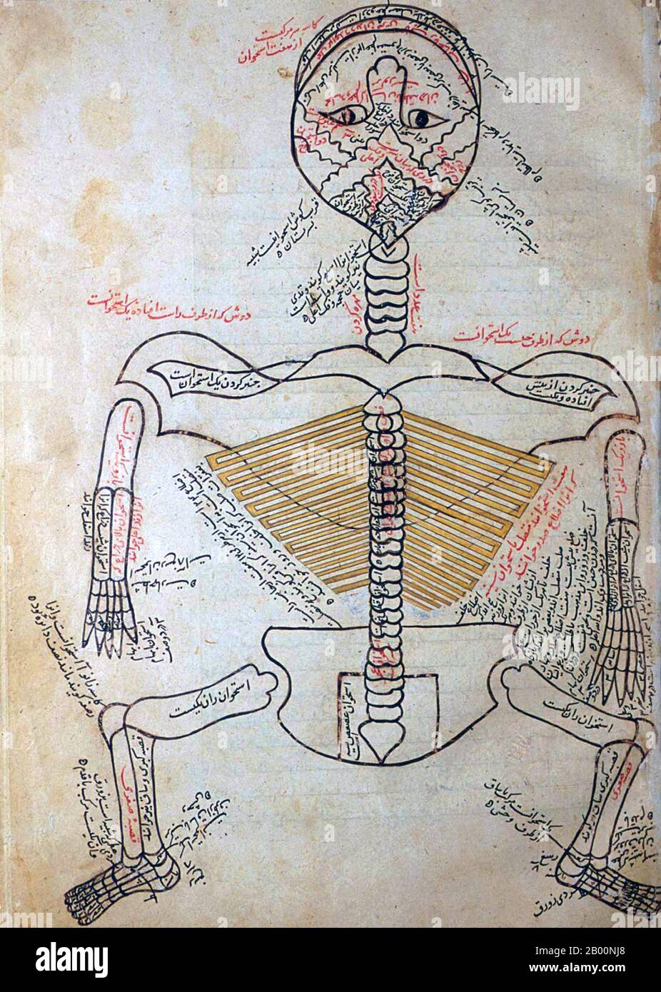 Persia / Iran: 15 ° secolo disegno anatomico dal Tashrīḥ-i badan-i insān. Manṣūr ibn Muḥammad ibn Aḥmad, Tashrīḥ-i badan-i insān ('Anatomia del corpo umano'). Manoscritto persiano, copia non datata; aspetto di carta, scrittura a mano, inchiostro, illustrazioni, ecc. suggeriscono ca. Fine 15 ° o molto inizio 16 ° secolo. Foto Stock