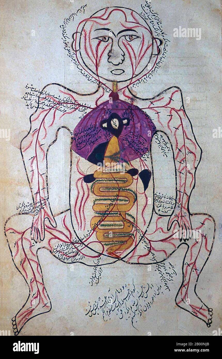 Persia / Iran: 15 ° secolo disegno anatomico dal Tashrīḥ-i badan-i insān. Manṣūr ibn Muḥammad ibn Aḥmad, Tashrīḥ-i badan-i insān ('Anatomia del corpo umano'). Manoscritto persiano, copia non datata; aspetto di carta, scrittura a mano, inchiostro, illustrazioni, ecc. suggeriscono ca. Fine 15 ° o molto inizio 16 ° secolo. Foto Stock