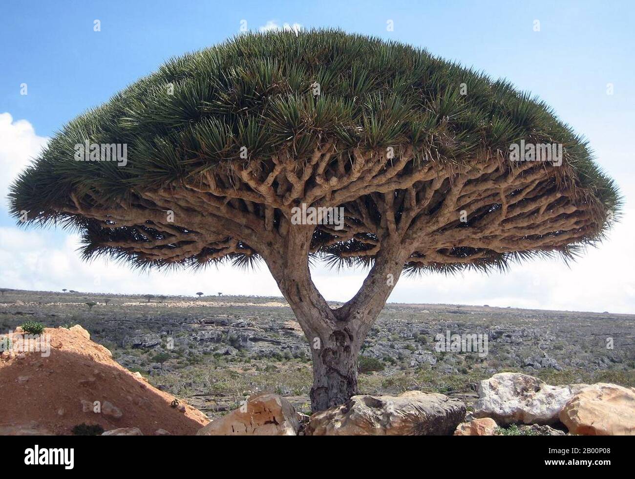 Yemen: Isola di Socotra (isola di Suqutra), Dracaena cinnabari (albero del  sangue del Drago) sull'altopiano di Dixsam. Socotra, detto anche Soqotra, è  un piccolo arcipelago di quattro isole nell'Oceano Indiano. L'isola più