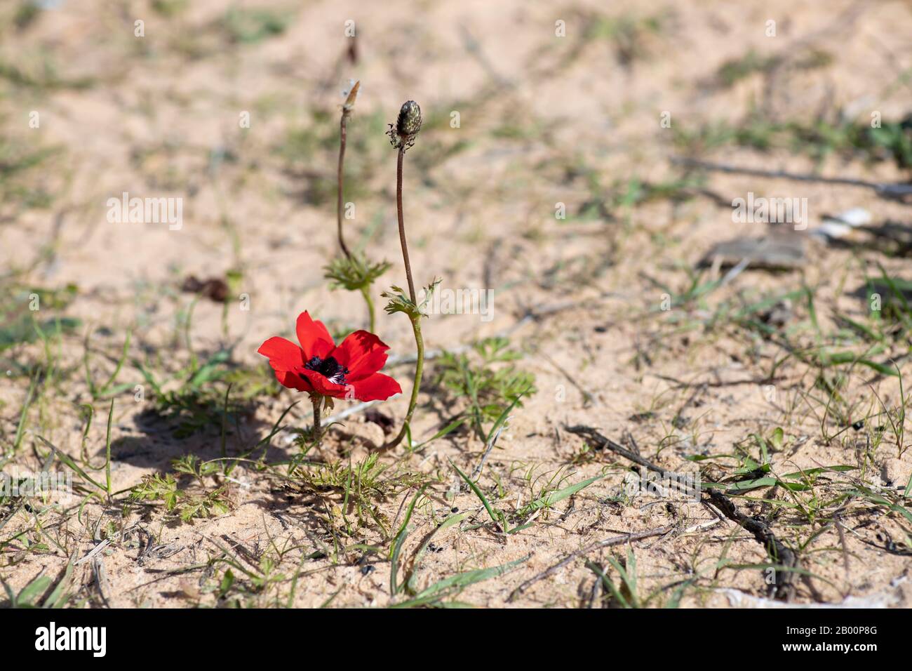 Fiore di anemone rosso con germoglio che fiorisce su suolo sabbioso vicino Foto Stock