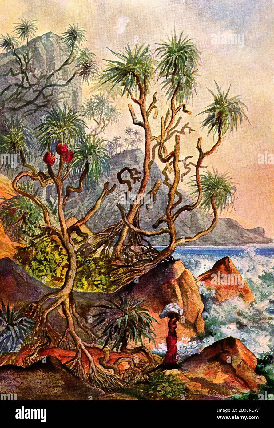 Sri Lanka/Germania: "Pandanus o pini a vite a Matara, sulla costa meridionale dello Sri Lanka". Dipinto ad acquerello dello scienziato e viaggiatore tedesco Ernst Haeckel (1834-1919), 1882. Ernst Heinrich Philipp August Haeckel (1919 febbraio 1834 – 9 agosto 16), anch'esso scritto da von Haeckel, è stato un eminente biologo, naturalista, filosofo, medico, professore e artista tedesco che scoprì, descrisse e nominò migliaia di nuove specie, mappò un albero genealogico relativo a tutte le forme di vita, E coniò molti termini in biologia, tra cui antropogenia, ecologia, phylum, filogenia, e il regno Protista. Foto Stock