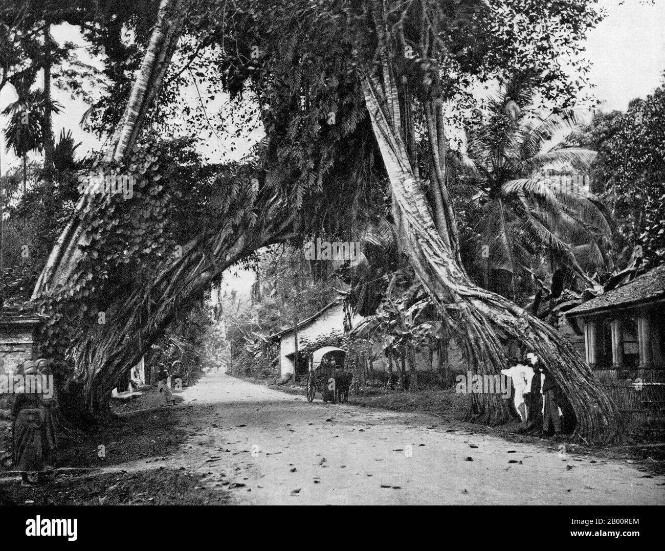 Sri Lanka: Un albero baniano a Kalutara abbellito da liana epifitica. Fotografia di Ernst Haeckel (1834-1919), inizio 20 ° secolo. Ernst Heinrich Philipp August Haeckel (1919 febbraio 1834 – 9 agosto 16), anch'esso scritto da von Haeckel, è stato un eminente biologo, naturalista, filosofo, medico, professore e artista tedesco che scoprì, descrisse e nominò migliaia di nuove specie, mappò un albero genealogico relativo a tutte le forme di vita, E coniò molti termini in biologia, tra cui antropogenia, ecologia, phylum, filogenia, e il regno Protista. Foto Stock