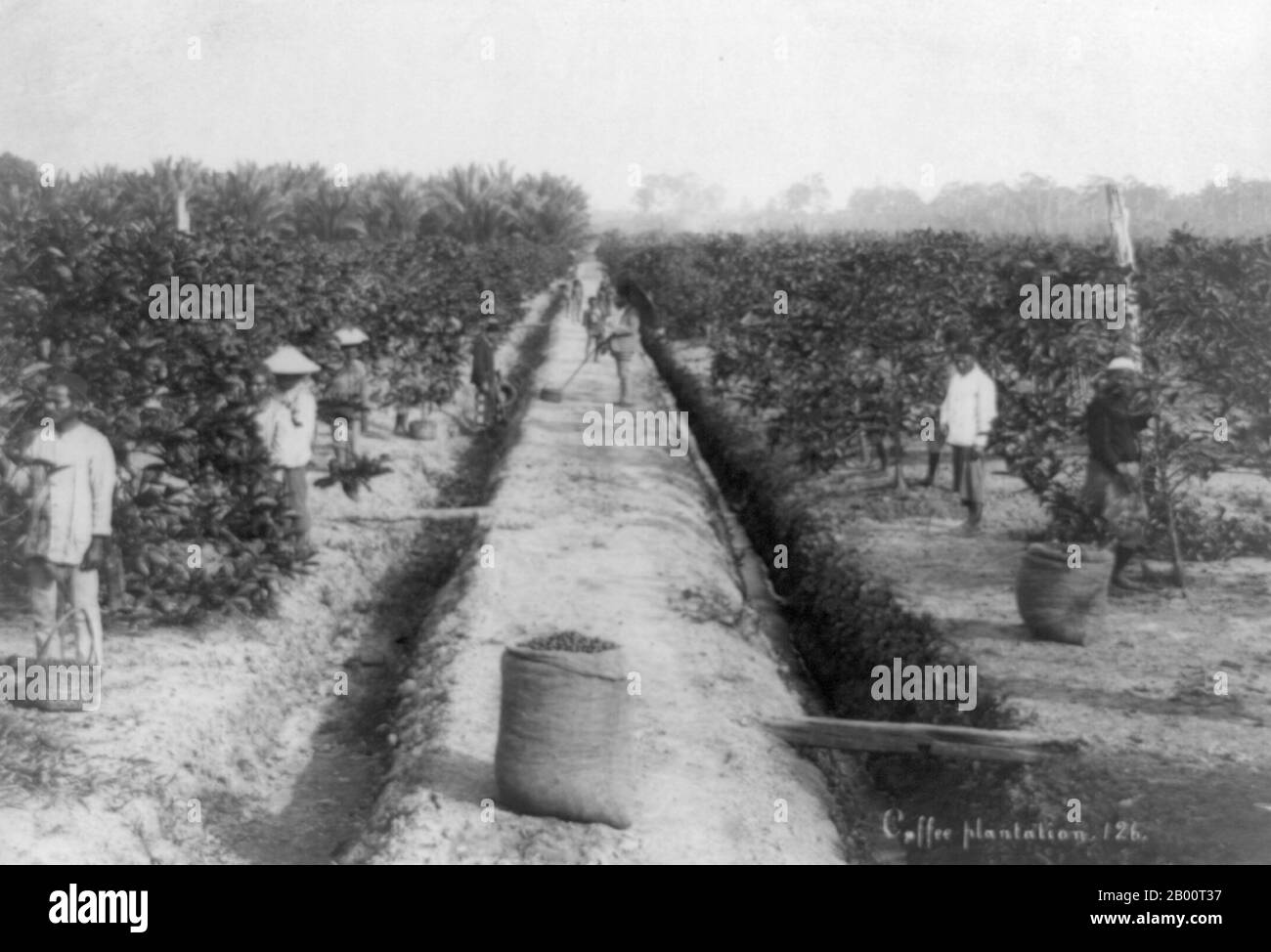 Singapore: Lavoratori in una piantagione di caffè, fine del 19 ° secolo. Questa fotografia, scattata a Singapore alla fine del XIX o all'inizio del XX secolo, proviene dalla Collezione Frank e Frances Carpenter presso la Biblioteca del Congresso. Frank G. Carpenter (1855-1924) è stato uno scrittore americano di libri su viaggi e geografia del mondo le cui opere hanno contribuito a diffondere antropologia culturale e geografia negli Stati Uniti nei primi anni del 20 ° secolo. Singapore venne sotto l'influenza britannica nel 1819, quando la compagnia [britannica] dell'India orientale aprì lì un porto commerciale con il permesso del Sultanato di Johor. Foto Stock