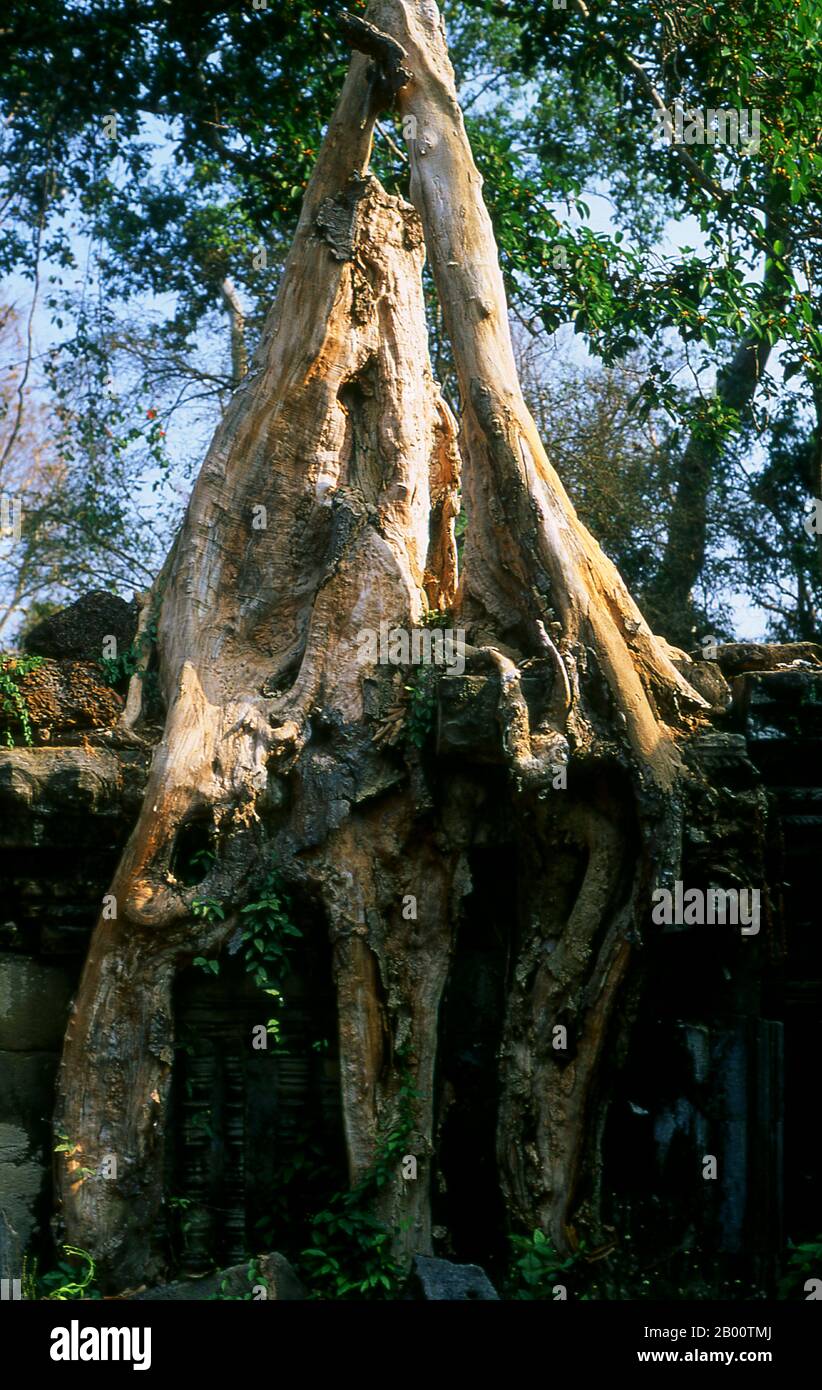 Cambogia: Albero che cresce attraverso un muro a Preah Khan, Angkor. Preah Khan (Tempio della Spada Sacra) è stato costruito nel tardo 12 ° secolo (1191) da Jayavarman VII e si trova appena a nord di Angkor Thom. Il tempio fu costruito sul luogo della vittoria di Jayavarman VII sui Cham invasori nel 1191. Era il centro di un'organizzazione consistente, con quasi 100,000 funzionari e funzionari. Fu un'università buddista alla volta. La divinità primaria del tempio è il boddhisatva Avalokiteshvara sotto forma di padre di Jayavarman. Foto Stock