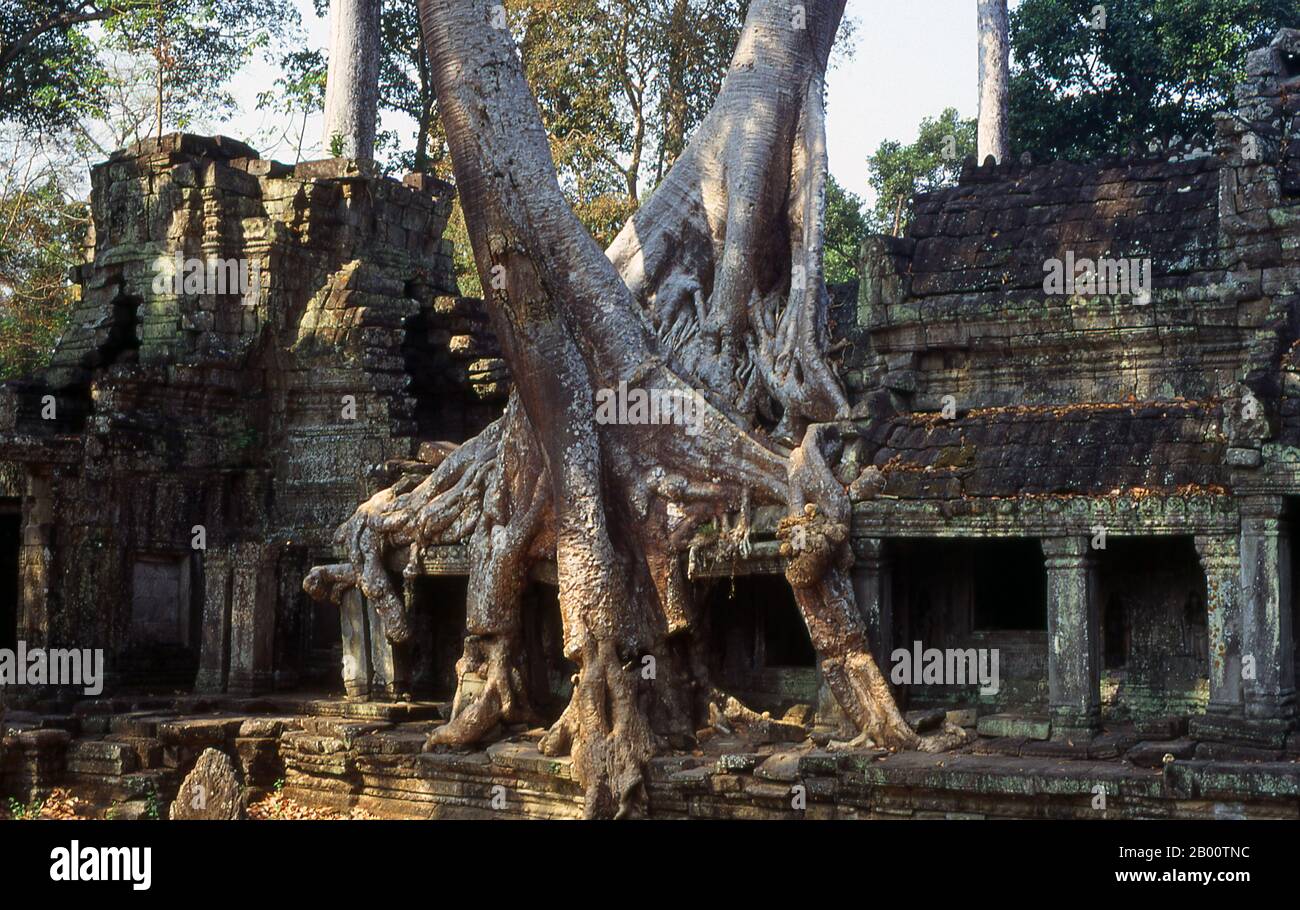 Cambogia: Albero radici avvolgono Preah Khan, Angkor. Preah Khan (Tempio della Spada Sacra) è stato costruito nel tardo 12 ° secolo (1191) da Jayavarman VII e si trova appena a nord di Angkor Thom. Il tempio fu costruito sul luogo della vittoria di Jayavarman VII sui Cham invasori nel 1191. Era il centro di un'organizzazione consistente, con quasi 100,000 funzionari e funzionari. Fu un'università buddista alla volta. La divinità primaria del tempio è il boddhisatva Avalokiteshvara sotto forma di padre di Jayavarman. Foto Stock