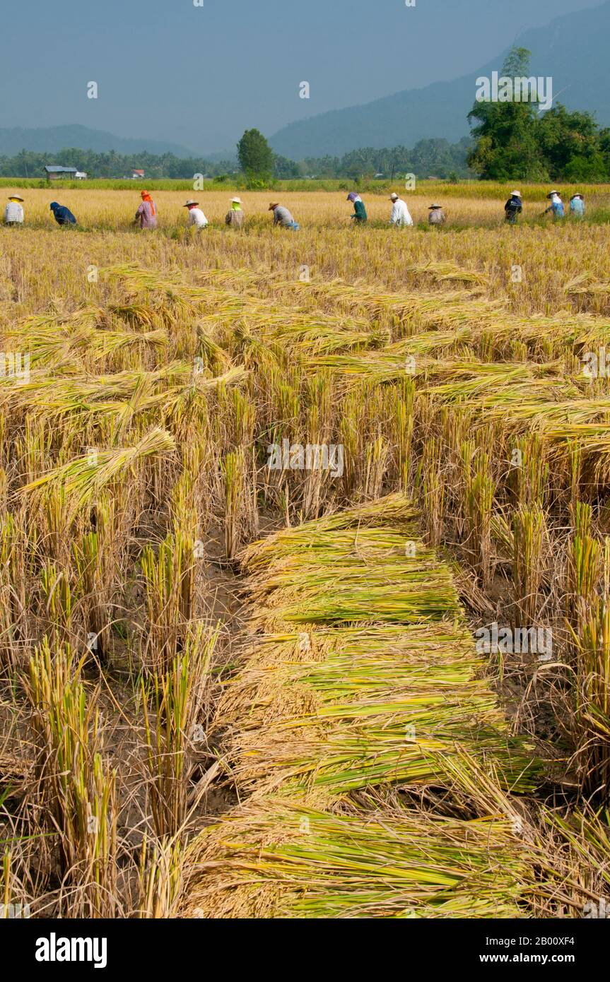 Thailandia: Tai Dam contadini che raccolgono riso, Ban Na Pa Nat Tai Dam Villaggio Culturale, Provincia di Loei. La Diga di Tai o Tai Nero sono un gruppo etnico che si trova in alcune parti del Laos, Vietnam, Cina e Thailandia. I parlanti di Tai Dam in Cina sono classificati come parte della nazionalità dai insieme a quasi tutti gli altri popoli Tai. Ma in Vietnam loro viene data la propria nazionalità (con il Tai Bianco), dove sono classificati come la nazionalità Thái (che significa popolo Tai). La diga di Tai ha origine dalle vicinanze di Dien Bien Phu in Vietnam. Foto Stock