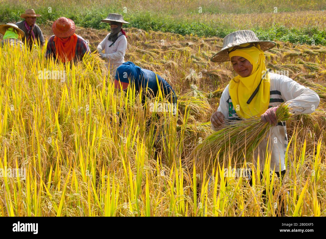 Thailandia: Tai Dam contadini che raccolgono riso, Ban Na Pa Nat Tai Dam Villaggio Culturale, Provincia di Loei. La Diga di Tai o Tai Nero sono un gruppo etnico che si trova in alcune parti del Laos, Vietnam, Cina e Thailandia. I parlanti di Tai Dam in Cina sono classificati come parte della nazionalità dai insieme a quasi tutti gli altri popoli Tai. Ma in Vietnam loro viene data la propria nazionalità (con il Tai Bianco), dove sono classificati come la nazionalità Thái (che significa popolo Tai). La diga di Tai ha origine dalle vicinanze di Dien Bien Phu in Vietnam. Foto Stock
