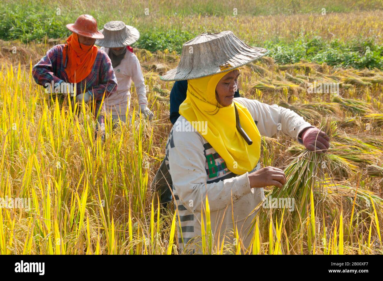 Thailandia: Tai Dam contadini che raccolgono riso, Ban Na Pa Nat Tai Dam Villaggio Culturale, Provincia di Loei. La Diga di Tai o Tai Nero sono un gruppo etnico che si trova in alcune parti del Laos, Vietnam, Cina e Thailandia. I parlanti di Tai Dam in Cina sono classificati come parte della nazionalità dai insieme a quasi tutti gli altri popoli Tai. Ma in Vietnam loro viene data la propria nazionalità (con il Tai Bianco), dove sono classificati come la nazionalità Thái (che significa popolo Tai). La diga di Tai ha origine dalle vicinanze di Dien Bien Phu in Vietnam. Foto Stock