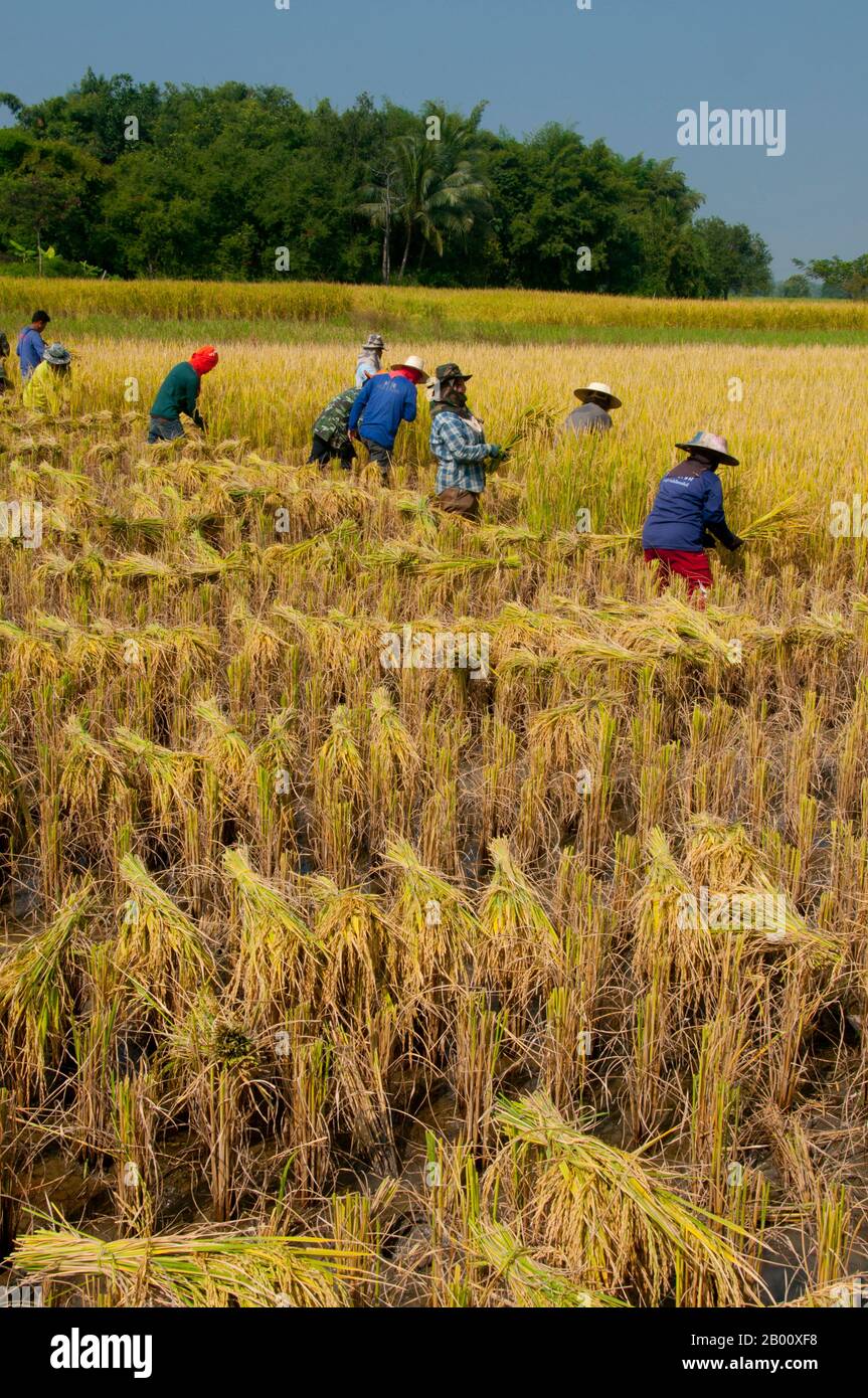 Thailandia: Tai Dam contadini che raccolgono riso, Ban Na Pa Nat Tai Dam Villaggio Culturale, Provincia di Loei. La Diga di Tai o Tai Nero sono un gruppo etnico che si trova in alcune parti del Laos, Vietnam, Cina e Thailandia. I parlanti di Tai Dam in Cina sono classificati come parte della nazionalità dai insieme a quasi tutti gli altri popoli Tai. Ma in Vietnam loro viene data la propria nazionalità (con il Tai Bianco), dove sono classificati come la nazionalità Thái (che significa popolo Tai). La diga di Tai ha origine dalle vicinanze di Dien Bien Phu in Vietnam. Foto Stock