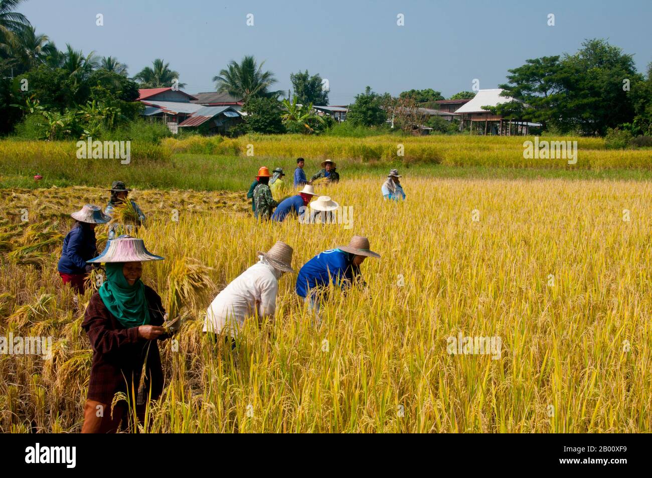 Thailandia: Tai Dam contadini che raccolgono riso, Ban Na Pa Nat Tai Dam Villaggio Culturale, Provincia di Loei. La Diga di Tai o Tai Nero sono un gruppo etnico che si trova in alcune parti del Laos, Vietnam, Cina e Thailandia. I parlanti di Tai Dam in Cina sono classificati come parte della nazionalità dai insieme a quasi tutti gli altri popoli Tai. Ma in Vietnam loro viene data la propria nazionalità (con il Tai Bianco), dove sono classificati come la nazionalità Thái (che significa popolo Tai). La diga di Tai ha origine dalle vicinanze di Dien Bien Phu in Vietnam. Foto Stock