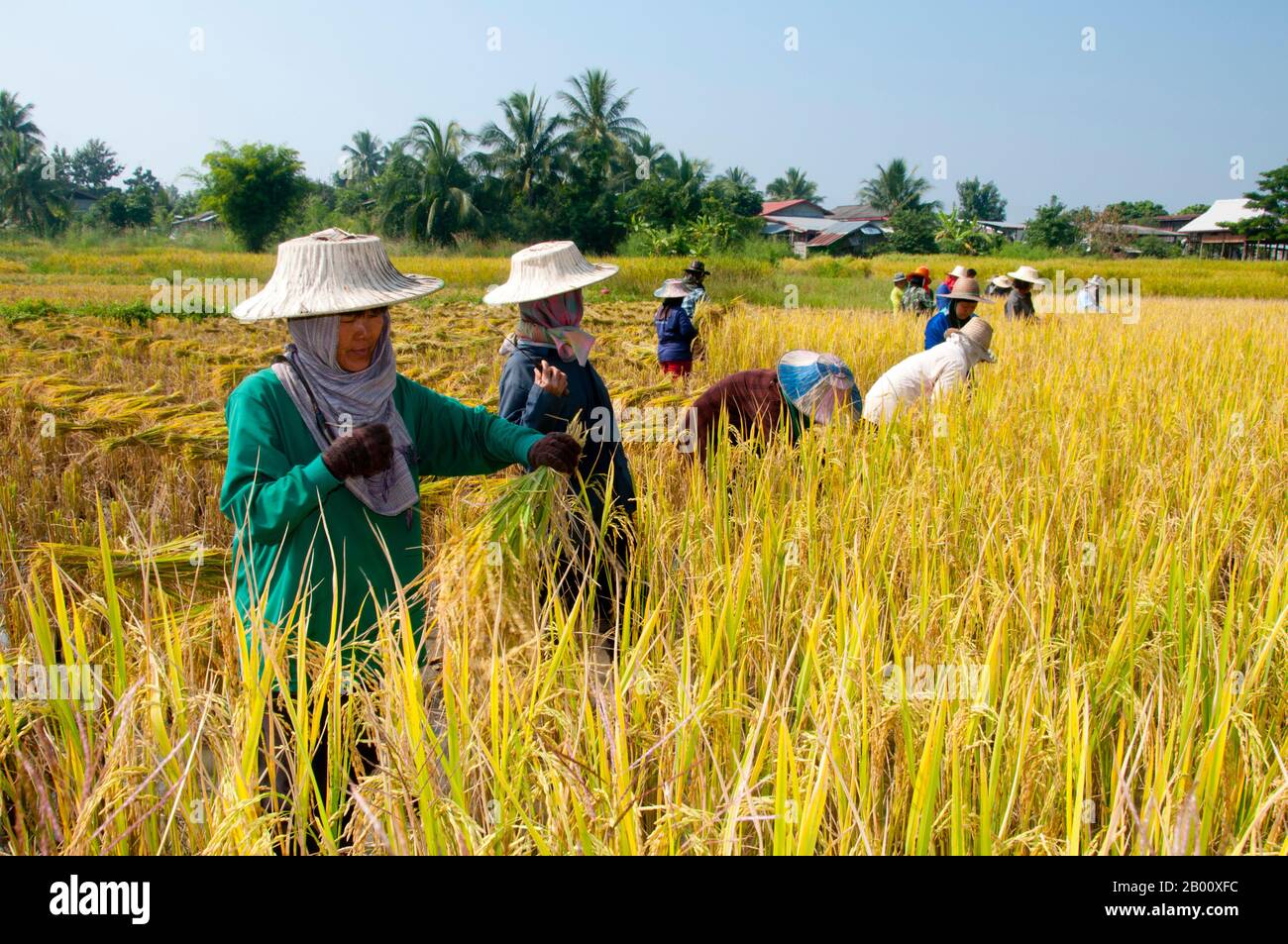 Thailandia: Tai Dam contadini che raccolgono riso, Ban Na Pa Nat Tai Dam Villaggio Culturale, Provincia di Loei. La Diga di Tai o Tai Nero sono un gruppo etnico che si trova in alcune parti del Laos, Vietnam, Cina e Thailandia. I parlanti di Tai Dam in Cina sono classificati come parte della nazionalità dai insieme a quasi tutti gli altri popoli Tai. Ma in Vietnam loro viene data la propria nazionalità (con il Tai Bianco), dove sono classificati come la nazionalità Thái (che significa popolo Tai). La diga di Tai ha origine dalle vicinanze di Dien Bien Phu in Vietnam. Foto Stock