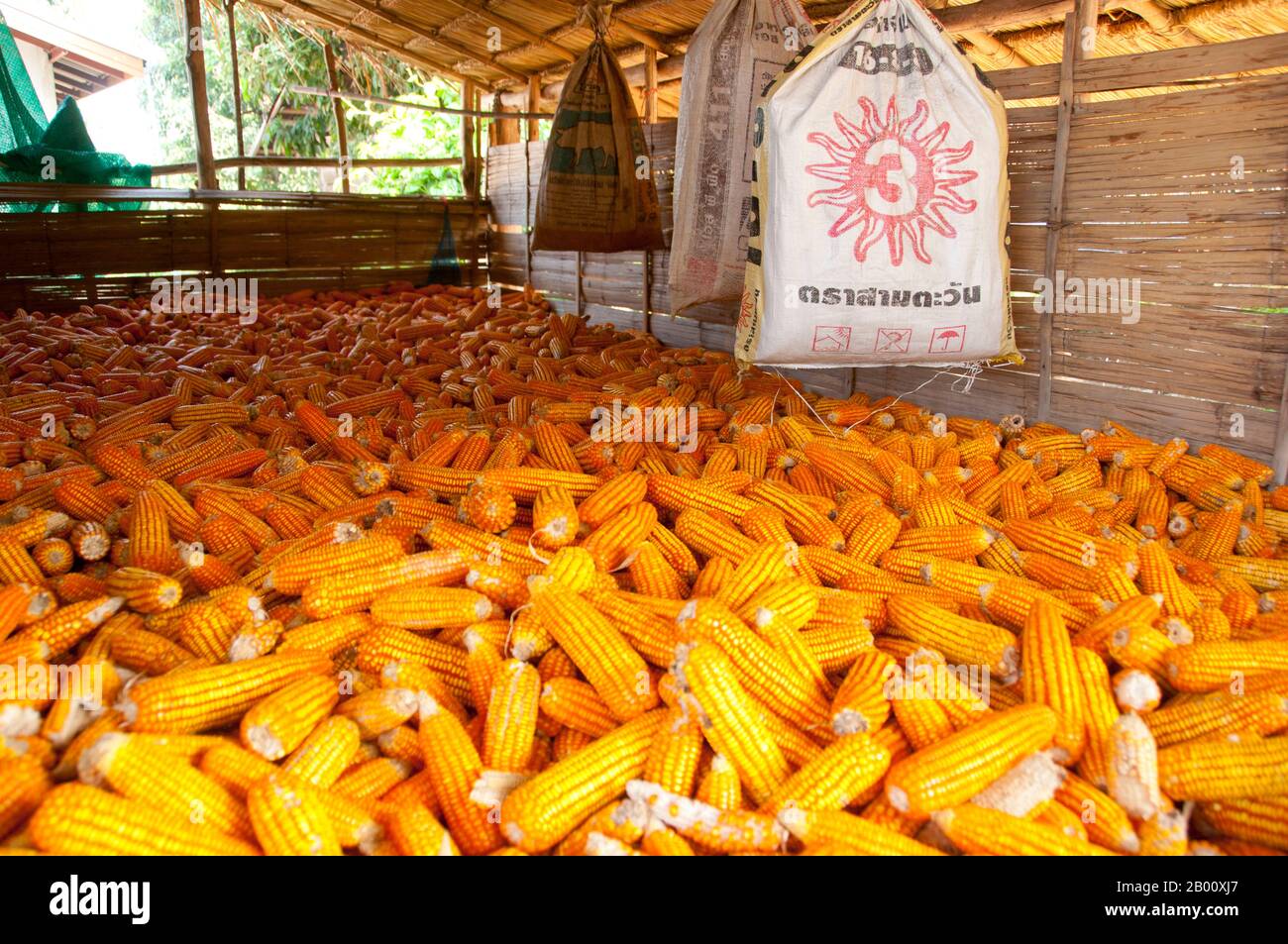Thailandia: Mais, Ban Na Pa Nat Tai Dam Villaggio Culturale, Provincia di Loei. La Diga di Tai o Tai Nero sono un gruppo etnico che si trova in alcune parti del Laos, Vietnam, Cina e Thailandia. I parlanti di Tai Dam in Cina sono classificati come parte della nazionalità dai insieme a quasi tutti gli altri popoli Tai. Ma in Vietnam loro viene data la propria nazionalità (con il Tai Bianco), dove sono classificati come la nazionalità Thái (che significa popolo Tai). La diga di Tai ha origine dalle vicinanze di Dien Bien Phu in Vietnam. Foto Stock