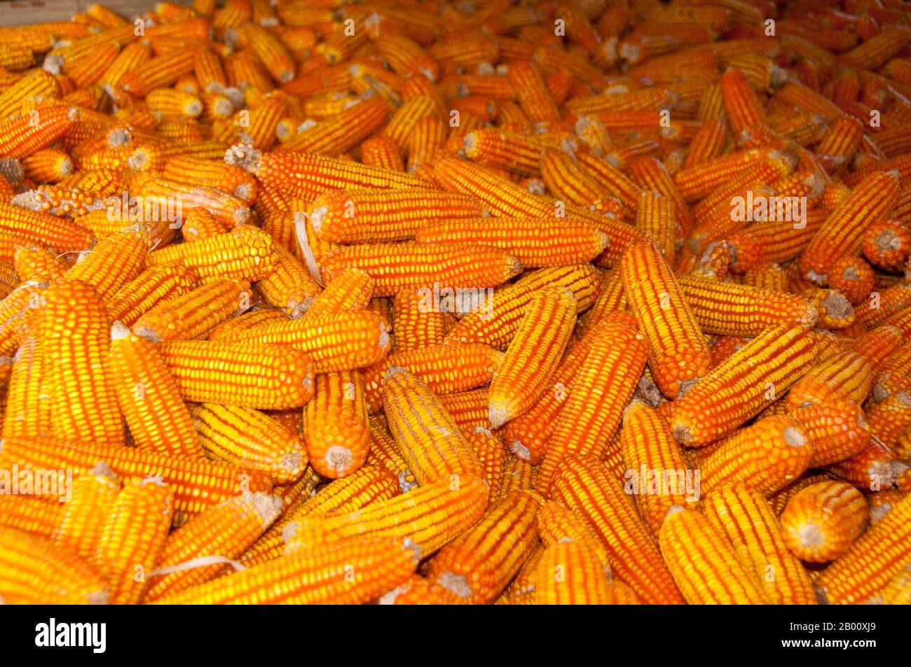 Thailandia: Mais, Ban Na Pa Nat Tai Dam Villaggio Culturale, Provincia di Loei. La Diga di Tai o Tai Nero sono un gruppo etnico che si trova in alcune parti del Laos, Vietnam, Cina e Thailandia. I parlanti di Tai Dam in Cina sono classificati come parte della nazionalità dai insieme a quasi tutti gli altri popoli Tai. Ma in Vietnam loro viene data la propria nazionalità (con il Tai Bianco), dove sono classificati come la nazionalità Thái (che significa popolo Tai). La diga di Tai ha origine dalle vicinanze di Dien Bien Phu in Vietnam. Foto Stock