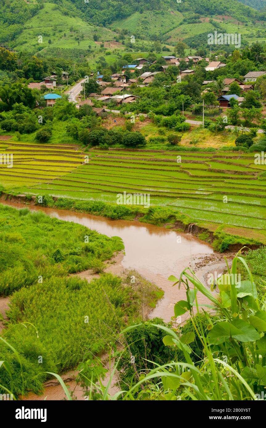Thailandia: Terrazze di riso, Ban Huai Masang, Chiang Rai Provincia, Thailandia del Nord. Il seme del gruppo monocotiledale di piante da fiore, il riso è un cereale che viene in due ceppi principali: Oryza sativa o riso asiatico, E Oryza glaberrima o riso africano.per una gran parte della popolazione mondiale, in particolare quella dell'Asia centrale, orientale e meridionale, il riso è una delle fonti alimentari più importanti e più consumate.Etimologicamente, la parola riso deriva dall'antico "ris" francese, datato intorno alla metà del XIII secolo. Si ritiene che il termine antico francese sia derivato dall'Ita Foto Stock